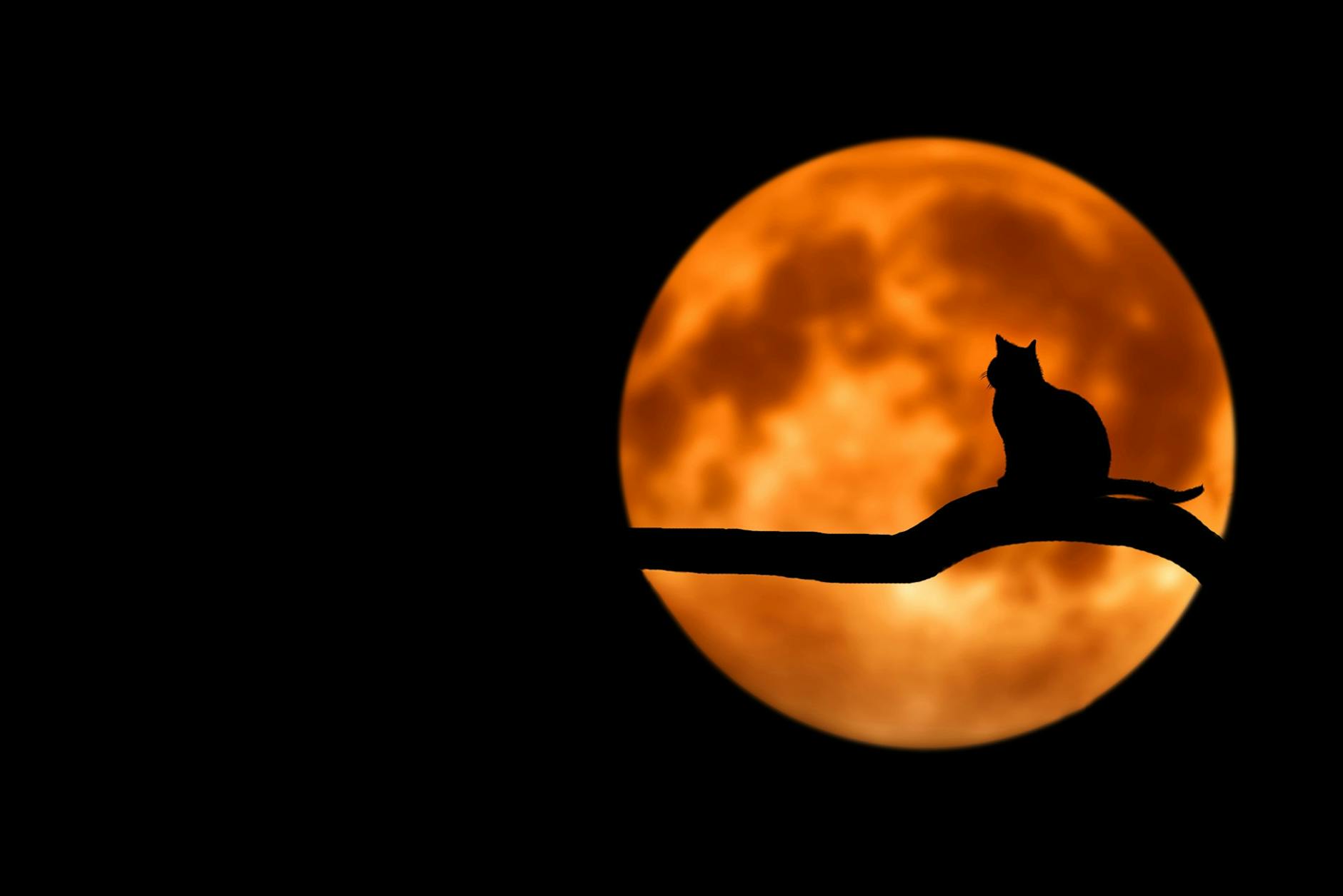 photography of cat at full moon